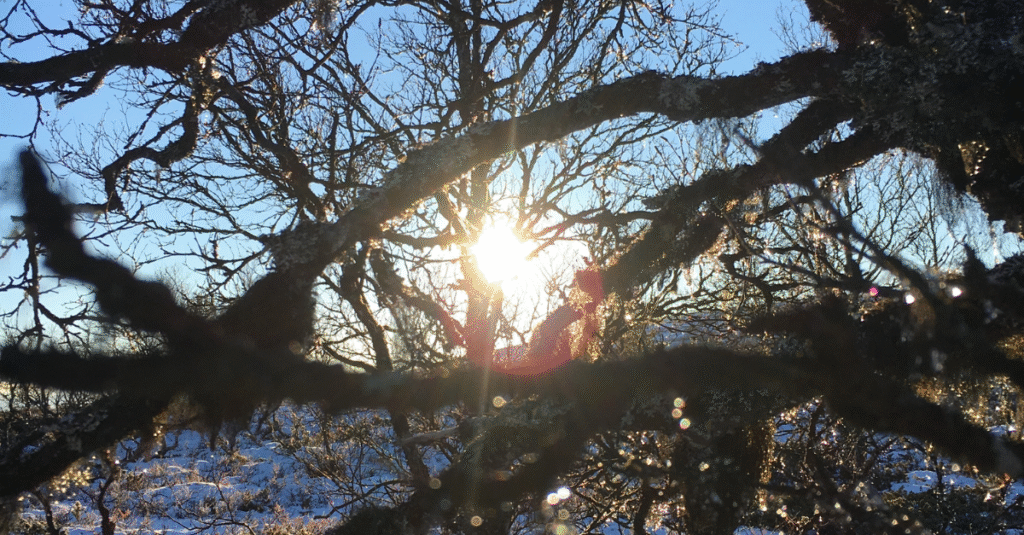 Life Alignment – helhetlig energibalansering
